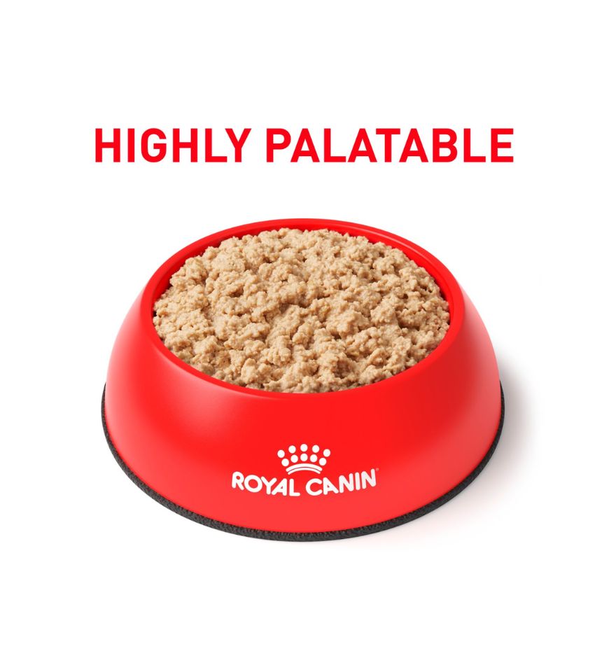 Feline and Canine Recovery Ultra Soft Mousse in Sauce