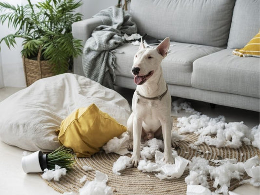 Tips for Creating Pet-Friendly Homes