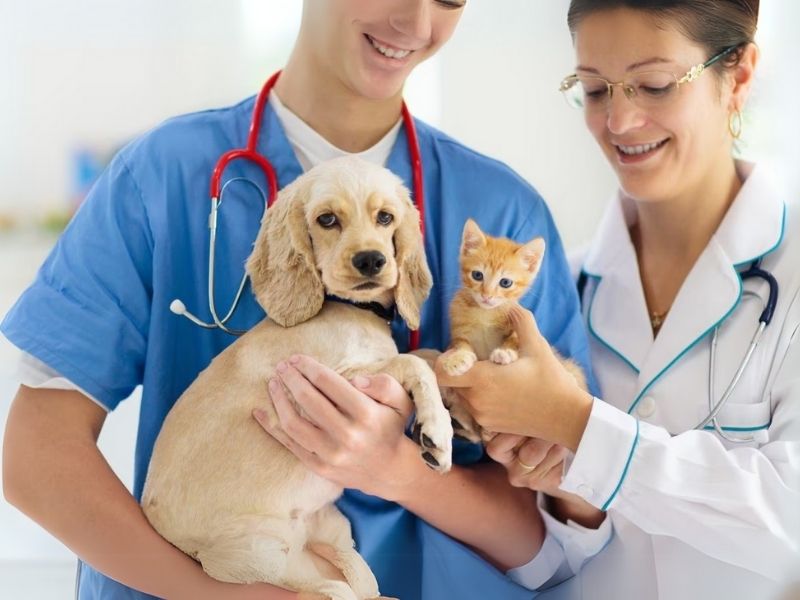 Healthy Friends: Pet Health with Veterinary Advice