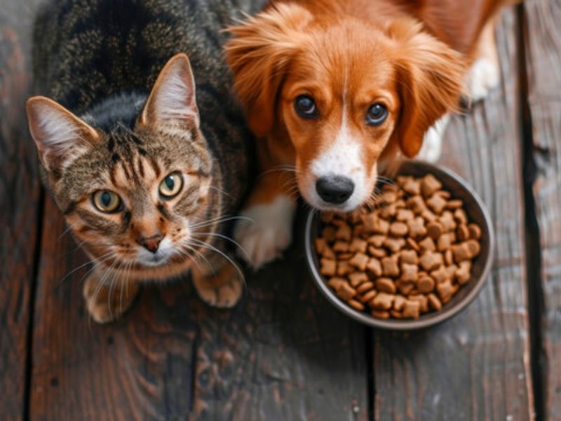 Comprehensive Guide to Maintaining a Healthy Diet for Your Pets