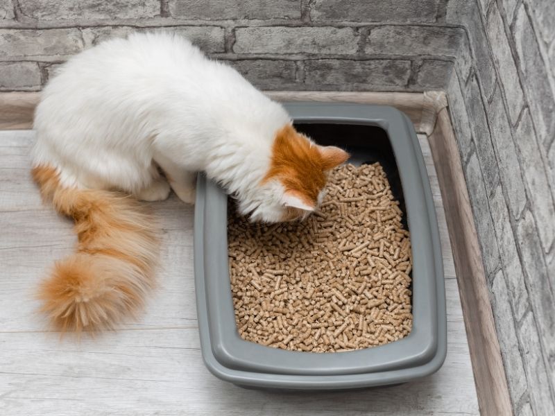 Cat Litter Guide: Paper Cat Litter and Everything You Need to Know
